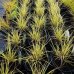 Ostrica - Carex brunnea ´JENNEKE´, kont. C2L